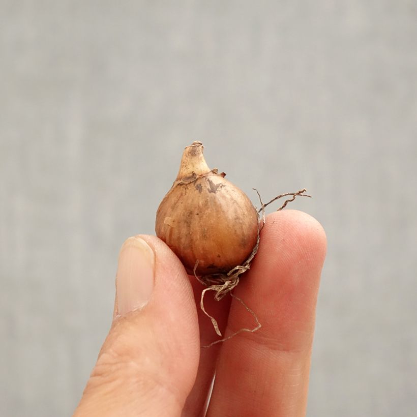 Exemplar von Galanthus nivalis - Schneeglöckchen Zwiebel Kaliber/Größe 5+ wie im Frühjahr geliefert