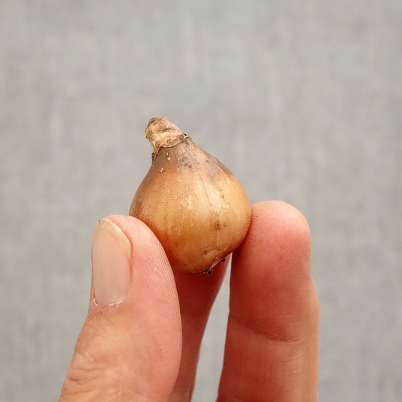 Exemplar von Galanthus nivalis Primrose Warburg - Schneeglöckchen Zwiebel Kaliber/Größe 6+ wie im Frühjahr geliefert