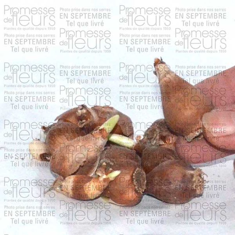 Example of Galanthus elwesii - Großblütiges Schneeglöckchen Zwiebel size 4/4,5 as you get