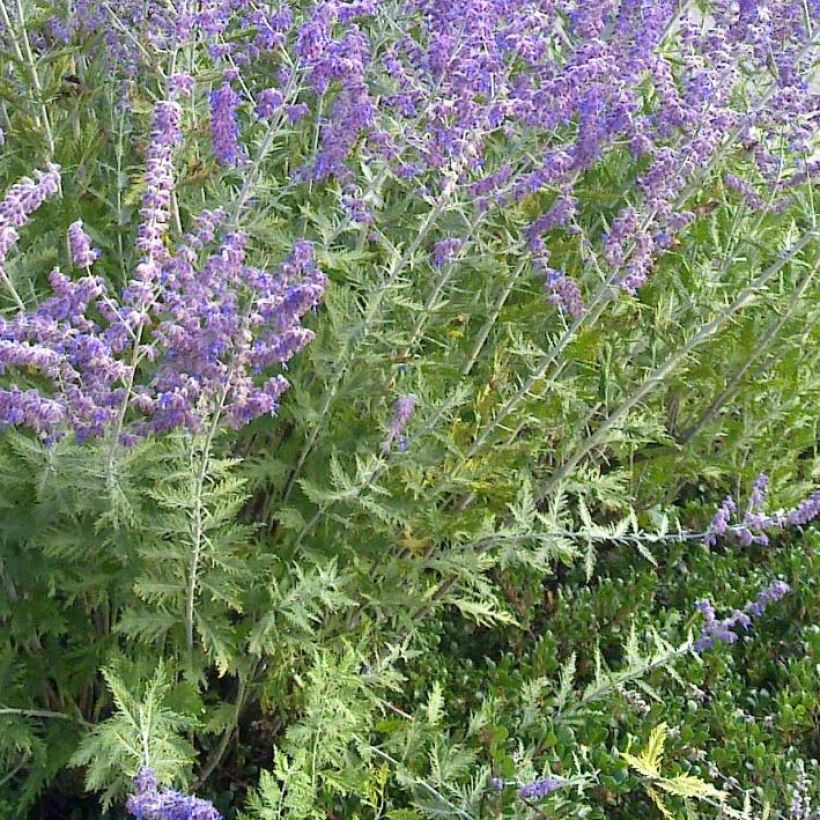 Blauraute Blue Spire - Perovskia atriplicifolia (Foliage)