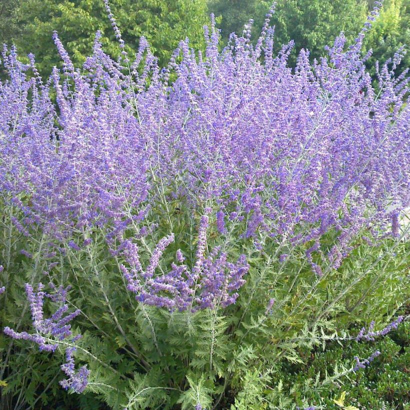 Blauraute Blue Spire - Perovskia atriplicifolia (Plant habit)