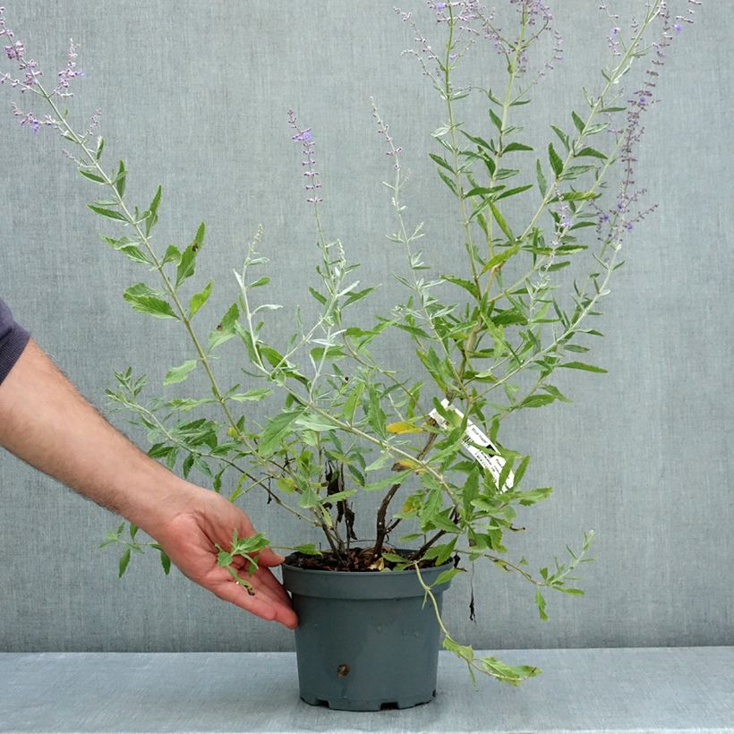Exemplar von Blauraute Blue Haze - Perovskia atriplicifolia Topf mit 3L/4L wie im Sommer geliefert