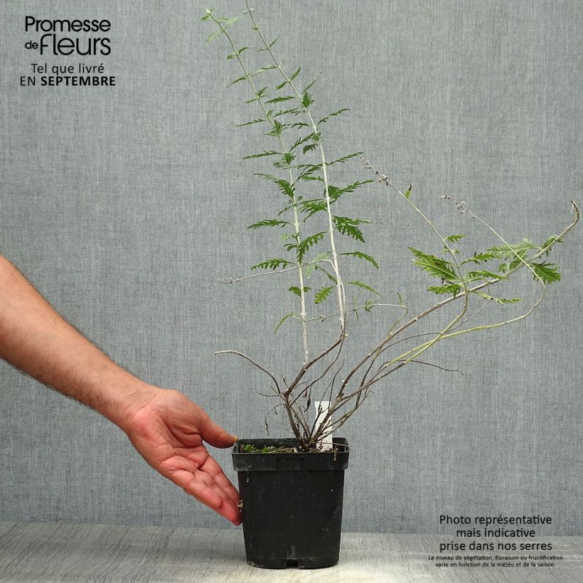 Example of Blauraute Blue Spire - Perovskia atriplicifolia Topf mit 2L/3L as you get in automne