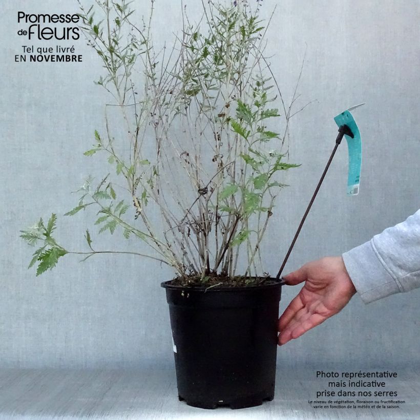Example of Blauraute Blue Spire - Perovskia atriplicifolia Topf mit 4L/5L as you get in automne
