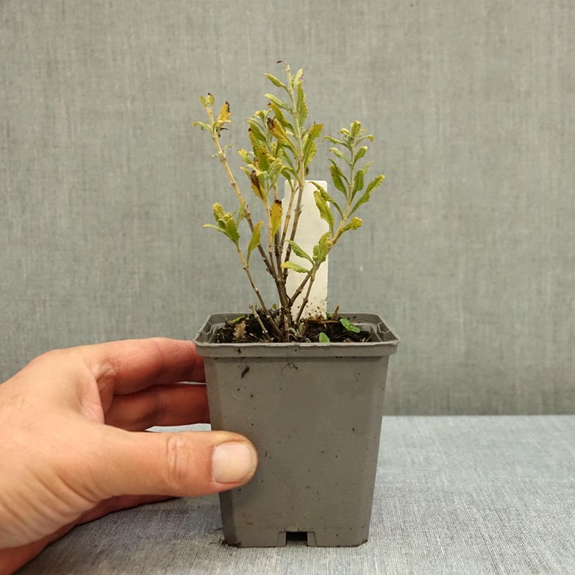 Exemplar von Blauraute Blue Steel - Perovskia atriplicifolia Kleine Töpfe von 8/9 cm wie im Herbst geliefert
