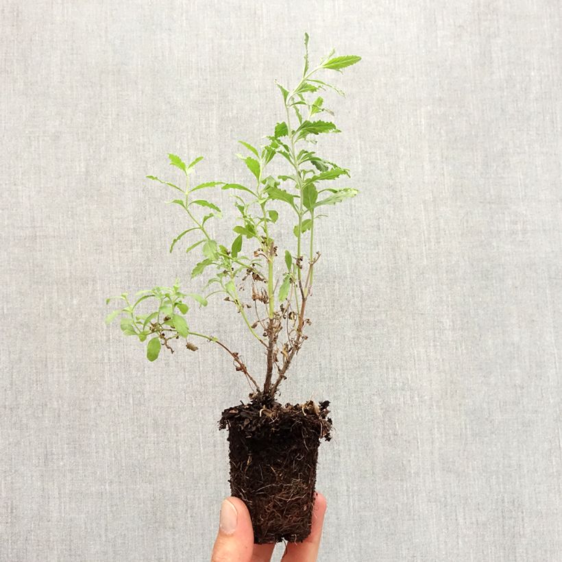 Example of Blauraute Blue Steel - Perovskia atriplicifolia Plug 5 cm x 7 cm as you get in automne