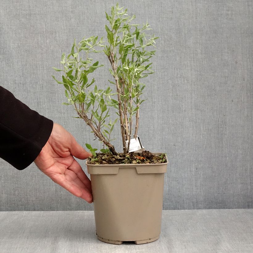 Exemplar von Blauraute Blue Steel - Perovskia atriplicifolia Topf mit 2L/3L wie im Herbst geliefert