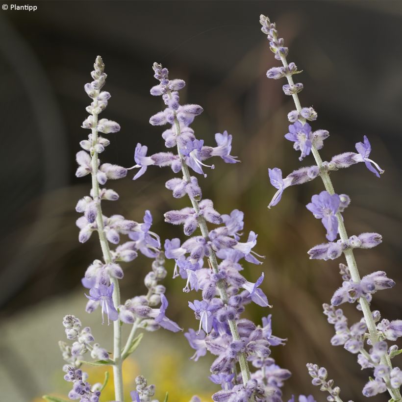 Blauraute Lacey Blue - Perovskia atriplicifolia (Flowering)