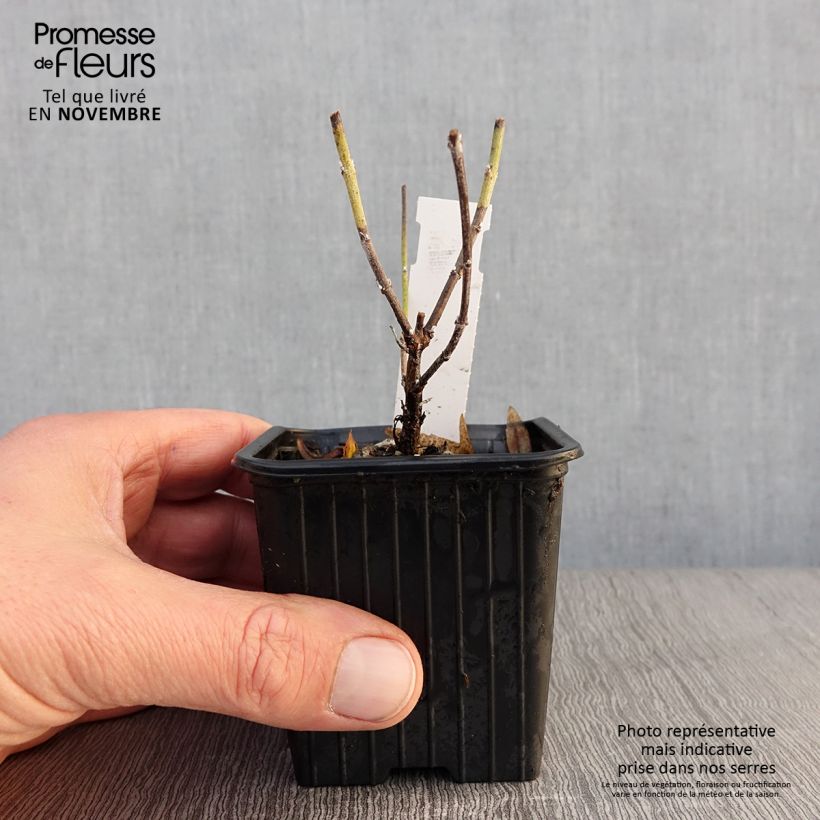 Example of Blauraute Lacey Blue - Perovskia atriplicifolia Kleine Töpfe von 8/9 cm as you get in automne