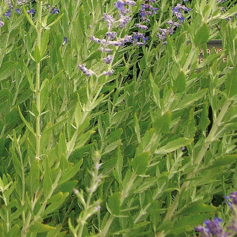 Blauraute Little Spire - Perovskia atriplicifolia (Foliage)