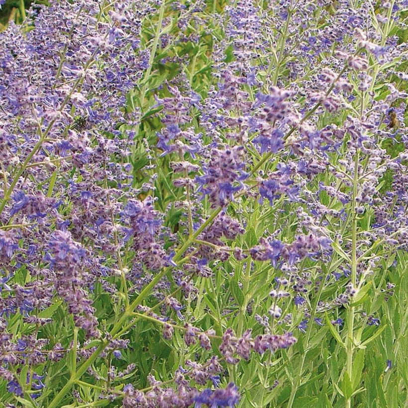 Blauraute Little Spire - Perovskia atriplicifolia (Flowering)
