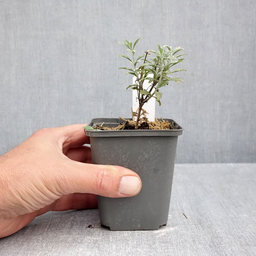 Exemplar von Blauraute Prime time - Perovskia atriplicifolia Kleine Töpfe von 7/8 cm wie im Herbst geliefert