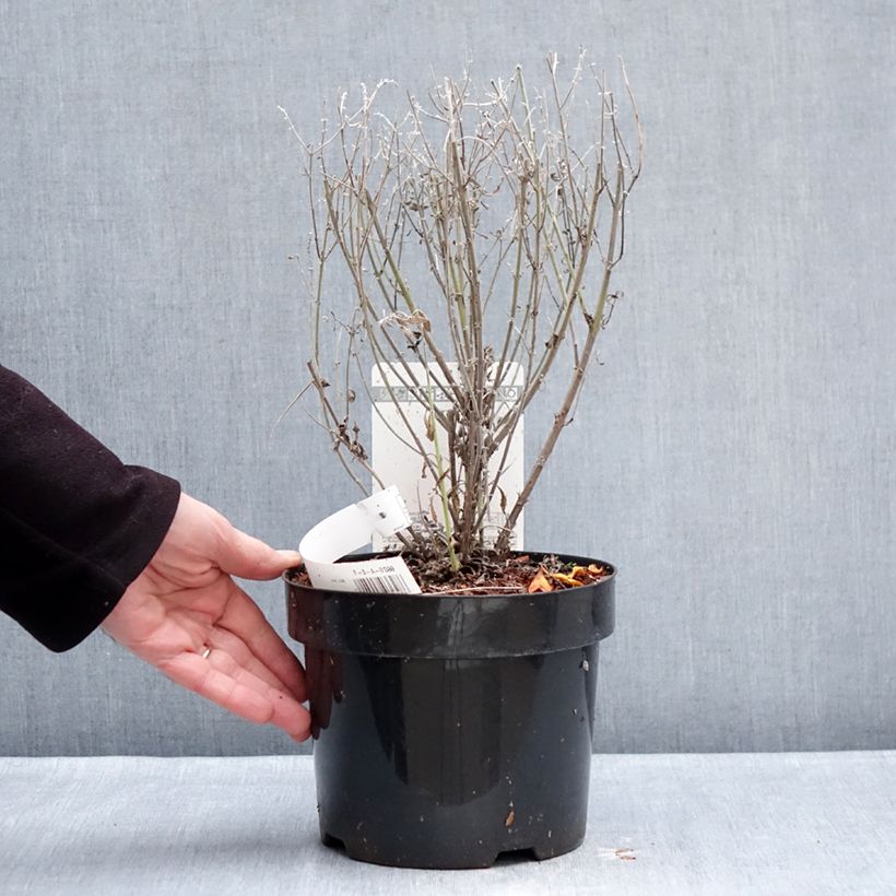 Exemplar von Blauraute Prime time - Perovskia atriplicifolia Topf mit 3L/4L wie im Winter geliefert