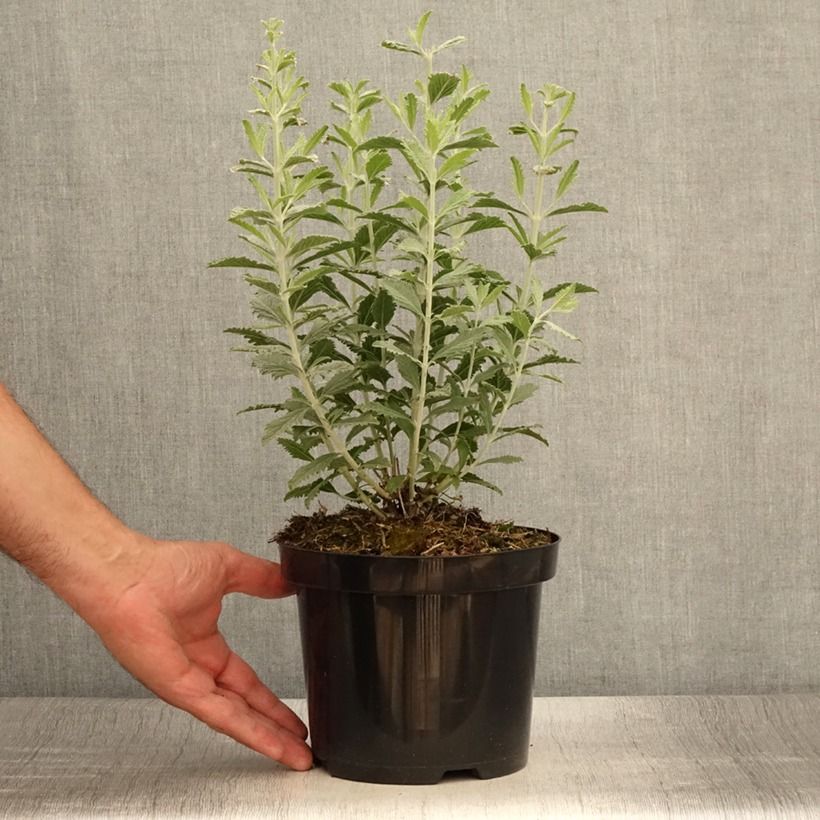 Example of Blauraute Silvery Blue - Perovskia atriplicifolia Topf mit 1,5L/2L as you get in ete