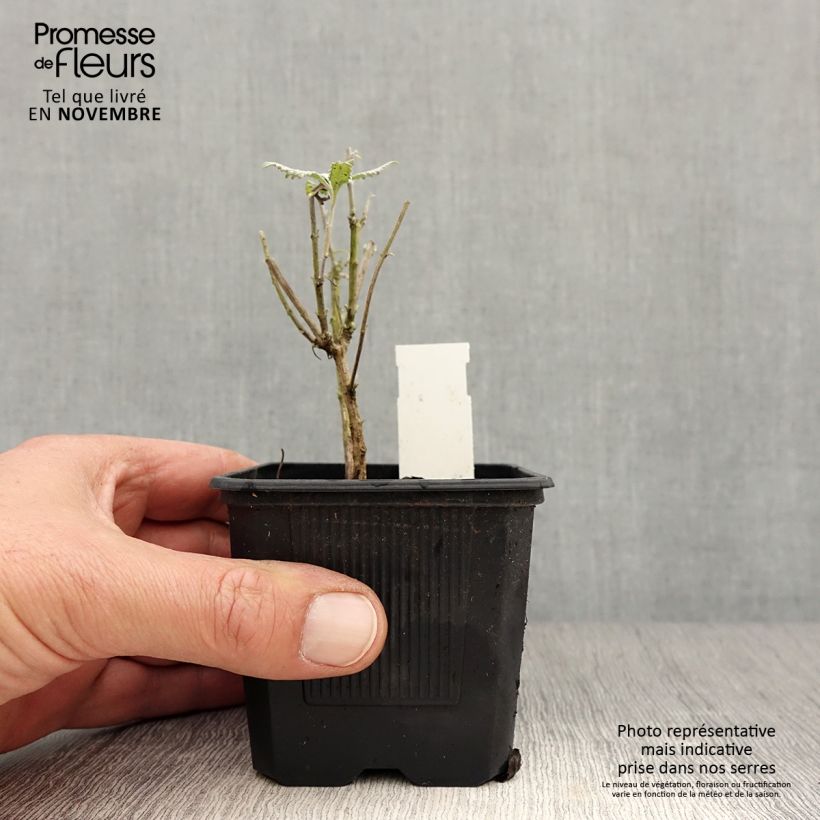 Example of Blauraute Silvery Blue - Perovskia atriplicifolia Kleine Töpfe von 8/9 cm as you get in automne