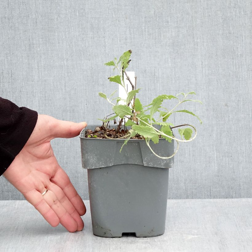 Exemplar von Blauraute Silvery Blue - Perovskia atriplicifolia Topf mit 1,5L/2L wie im Herbst geliefert