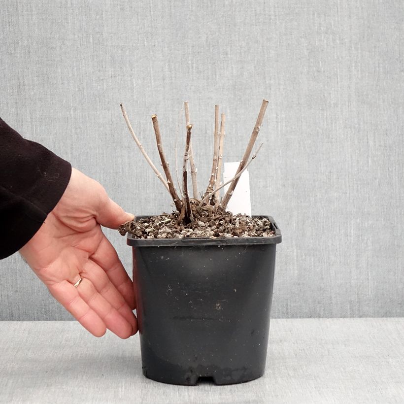 Exemplar von Blauraute Silvery Blue - Perovskia atriplicifolia Topf mit 1,5L/2L wie im Winter geliefert