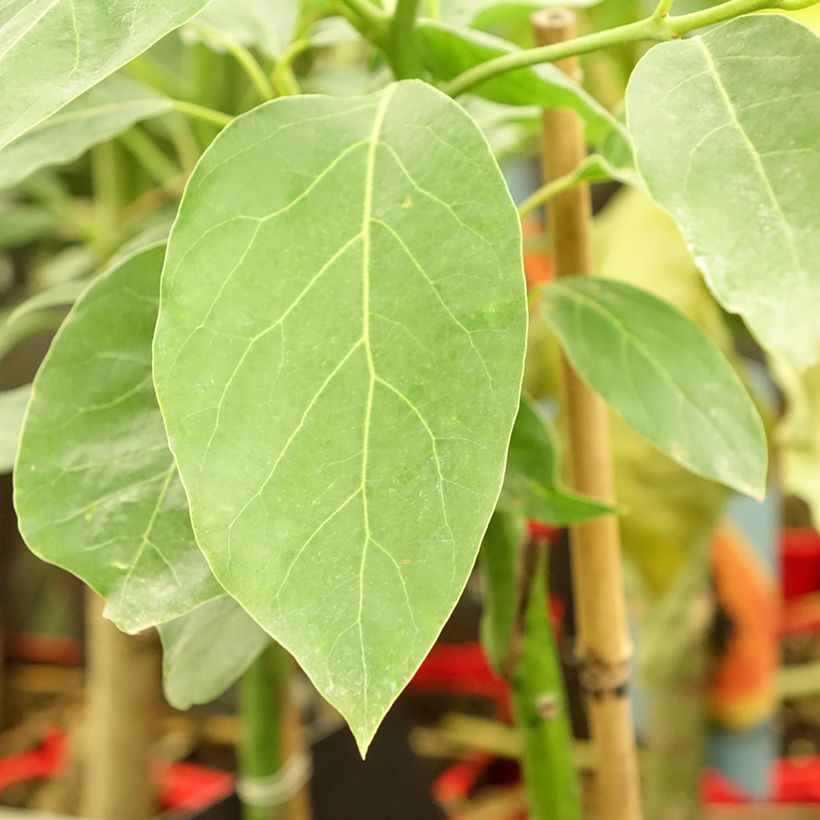 Avocado Hass - Persea americana (Foliage)