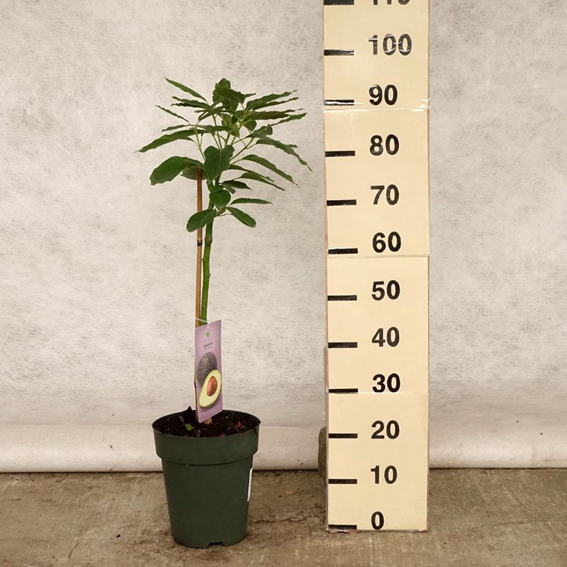 Example of Avocado Hass - Persea americana Topf mit 6L/7L as you get in ete