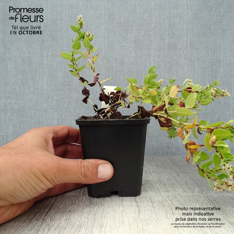 Example of Aconogonon tortuosum var. glabrifolium - Weißer Kissenknöterich Kleine Töpfe von 8/9 cm as you get in automne