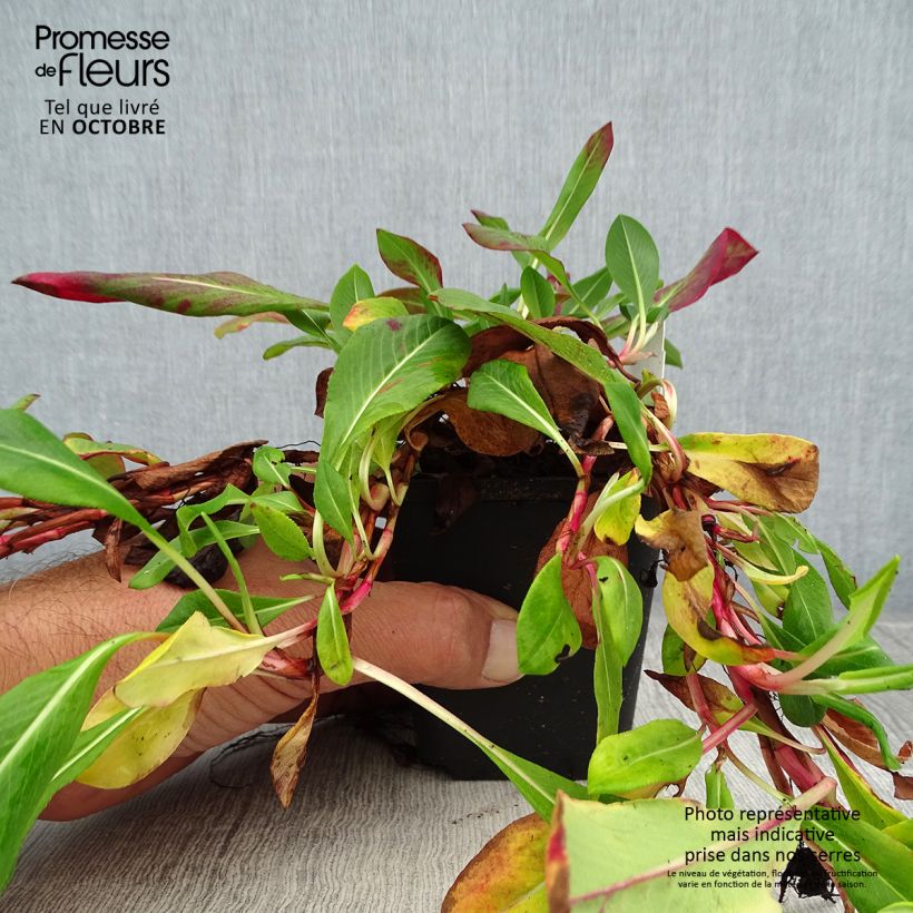 Example of Schneckenknöterich Superba - Persicaria affinis Kleine Töpfe von 8/9 cm as you get in automne