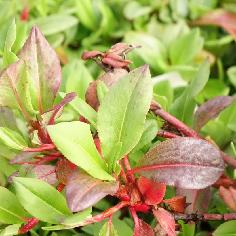 Schneckenknöterich Superba - Persicaria affinis (Foliage)