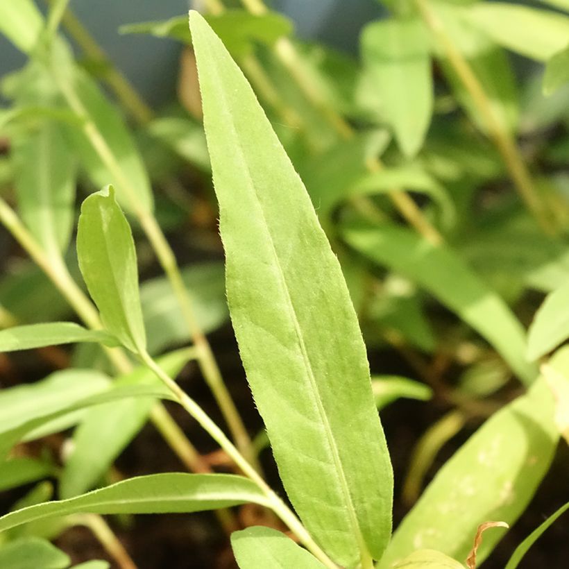 Wasser-Knöterich - Persicaria amphibia (Foliage)
