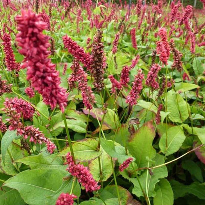 Kerzenknöterich Dikke Floskes - Bistorta amplexicaulis (Flowering)
