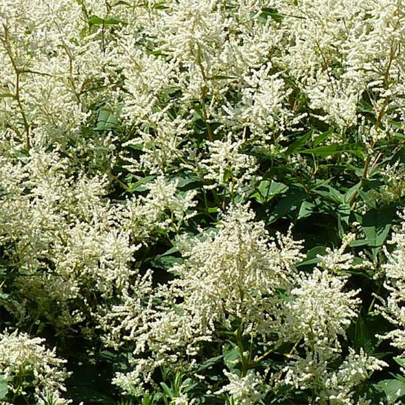 Bergknöterich - Persicaria polymorpha (Flowering)