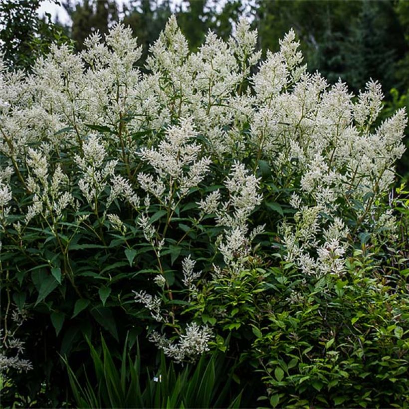 Bergknöterich - Persicaria polymorpha (Plant habit)