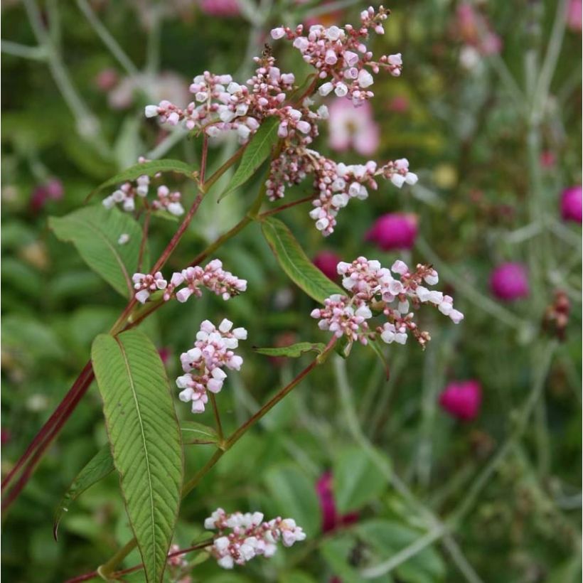 Himalaja-Glocken-Knöterich - Persicaria campanulata (Flowering)