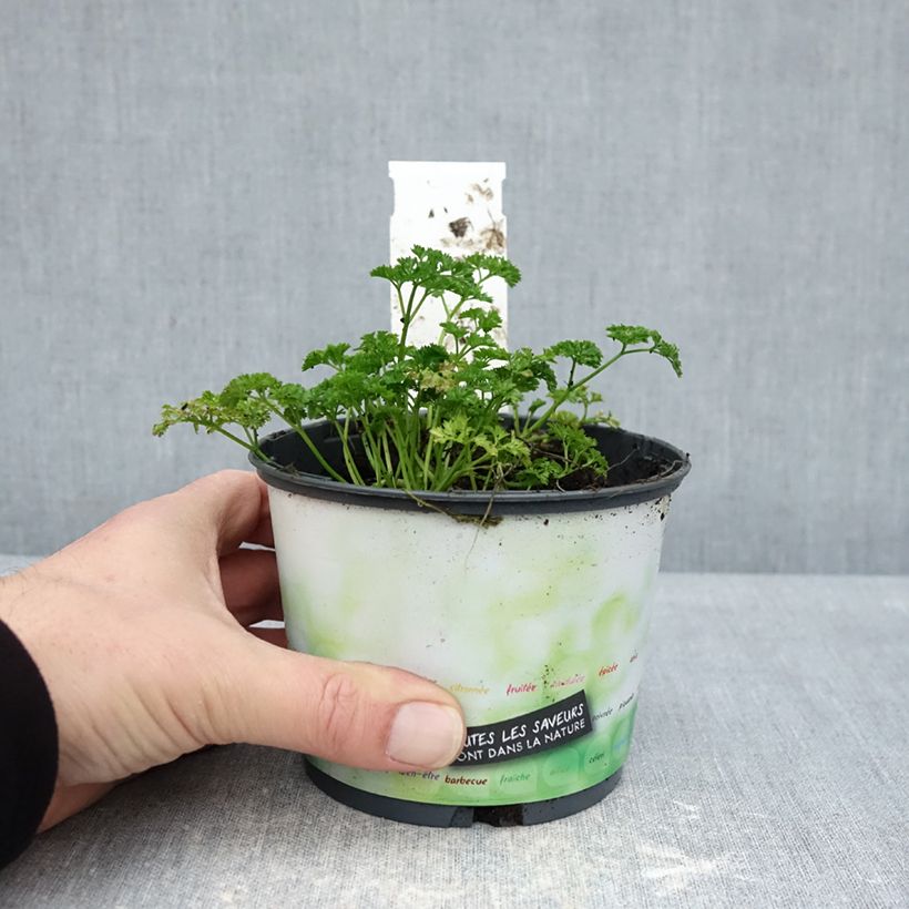 Exemplar von Garten-Petersilie Frisé vert foncé Bio Topf 10 cm/11cm wie im Winter geliefert