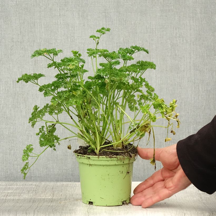 Example of Garten-Petersilie Frisé vert foncé Bio Topf mit 2L/3L as you get in automne