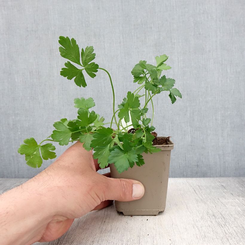 Example of Petersilie géant d'Italie - Petroselinum sativum Kleine Töpfe von 8/9 cm as you get in printemps