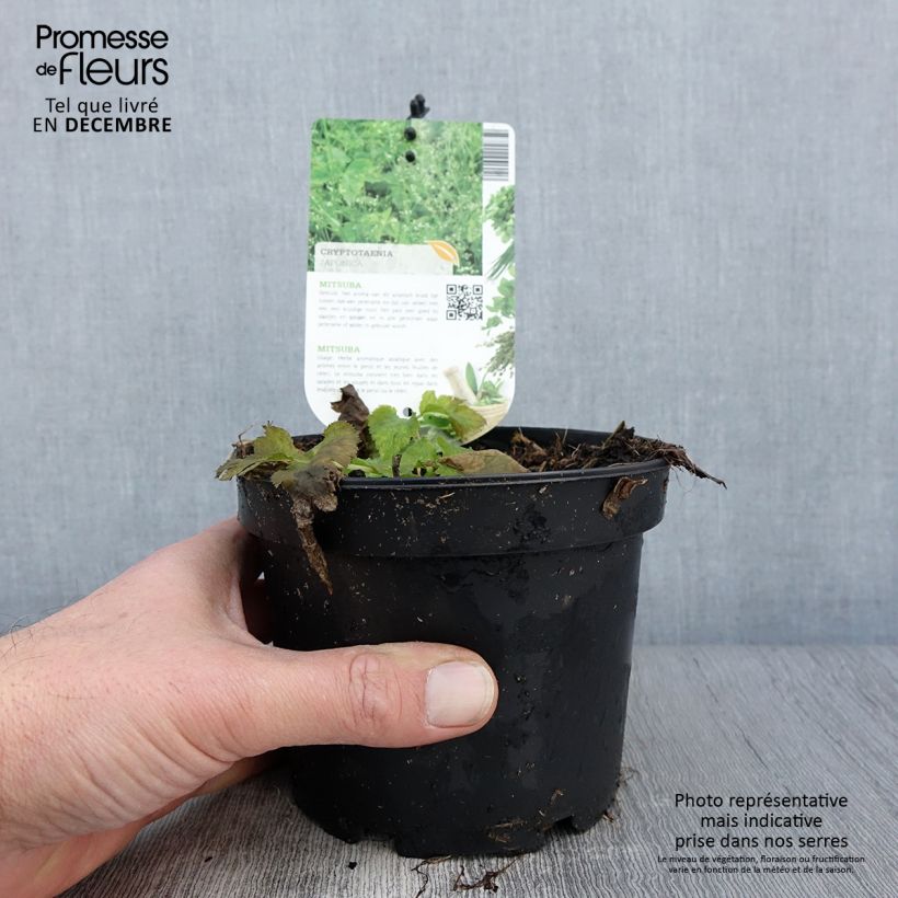 Example of Mitsuba - Cryptotaenia japonica Topf mit 1,5L/2L as you get in automne