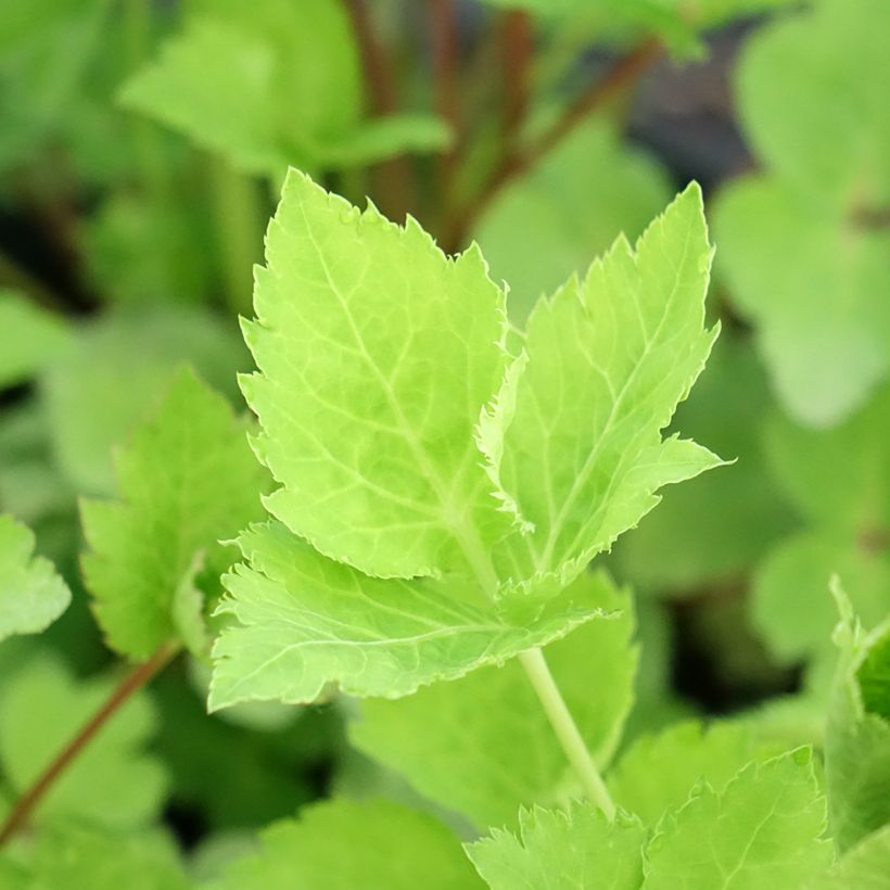 Mitsuba - Cryptotaenia japonica (Foliage)