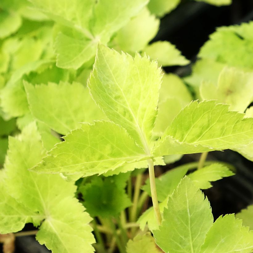 Mitsuba Mitsuba Bio - Cryptotaenia japonica (Foliage)