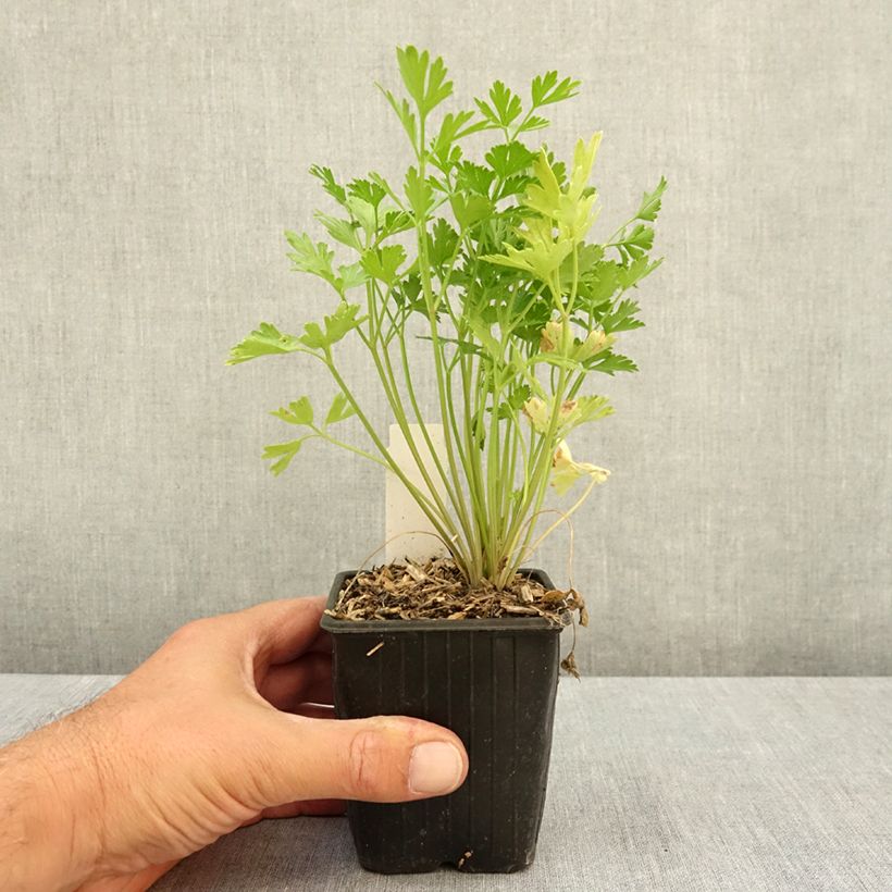 Exemplar von Garten-Petersilie - Petroselinum crispum var. neapolitanum Kleine Töpfe von 8/9 cm wie im Sommer geliefert
