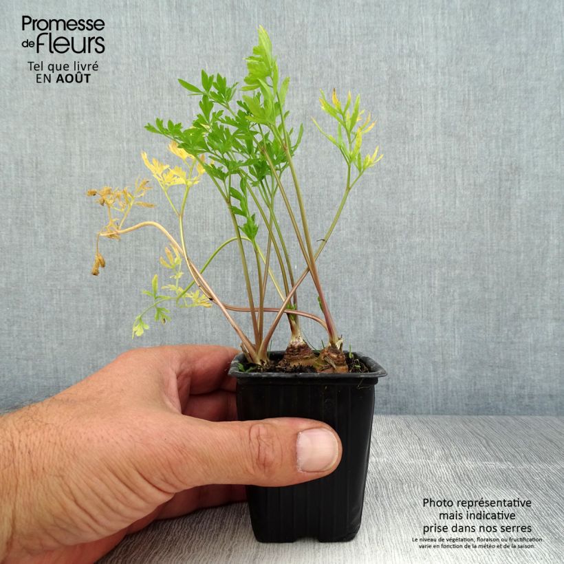 Example of Garten-Petersilie Bio - Petroselinum crispum Kleine Töpfe von 7/8 cm as you get in ete