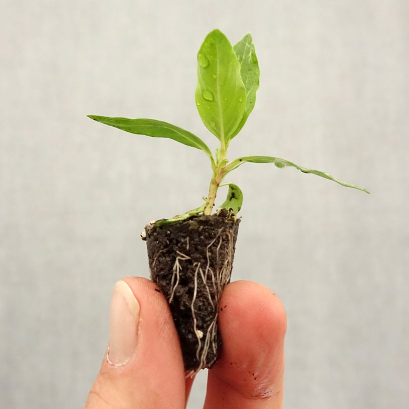 Example of Rosafarbene Catharanthe Mediterranean Mix XP - Catharanthus Mini-Plug Ø 1,5/2,5 cm as you get in printemps