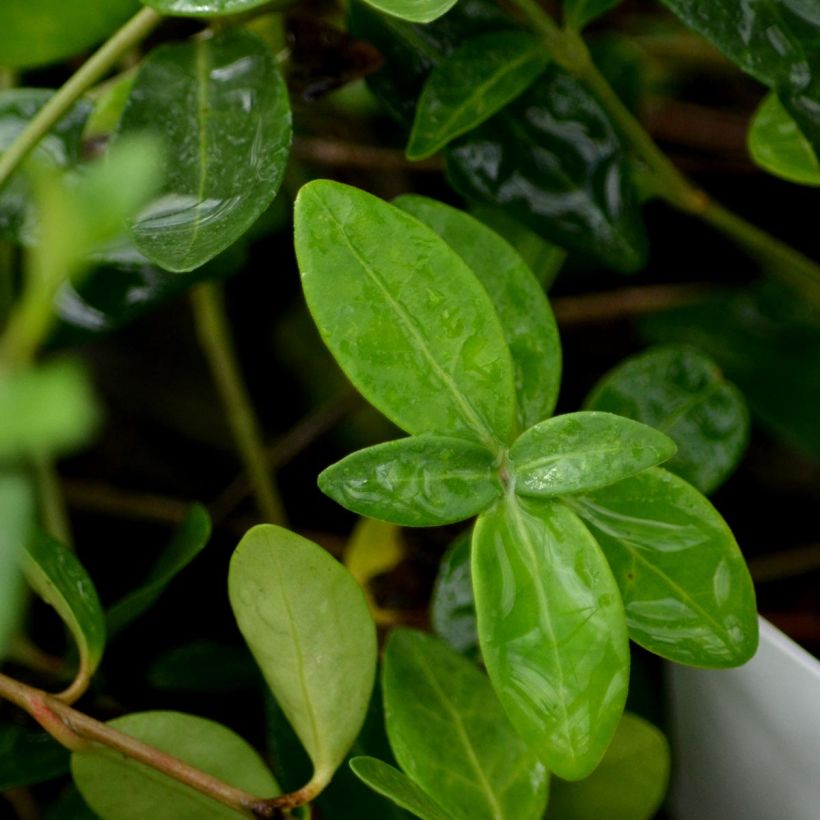 Kleines Immergrün Atropurpurea - Vinca minor (Foliage)