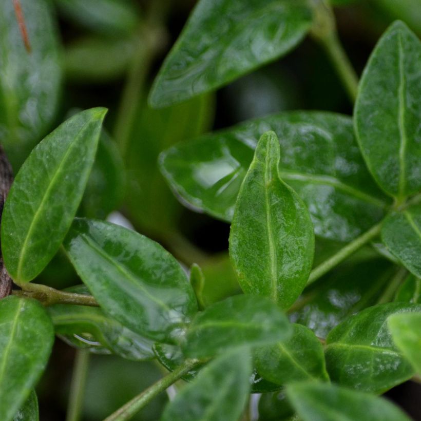 Kleines Immergrün Marie - Vinca minor (Foliage)