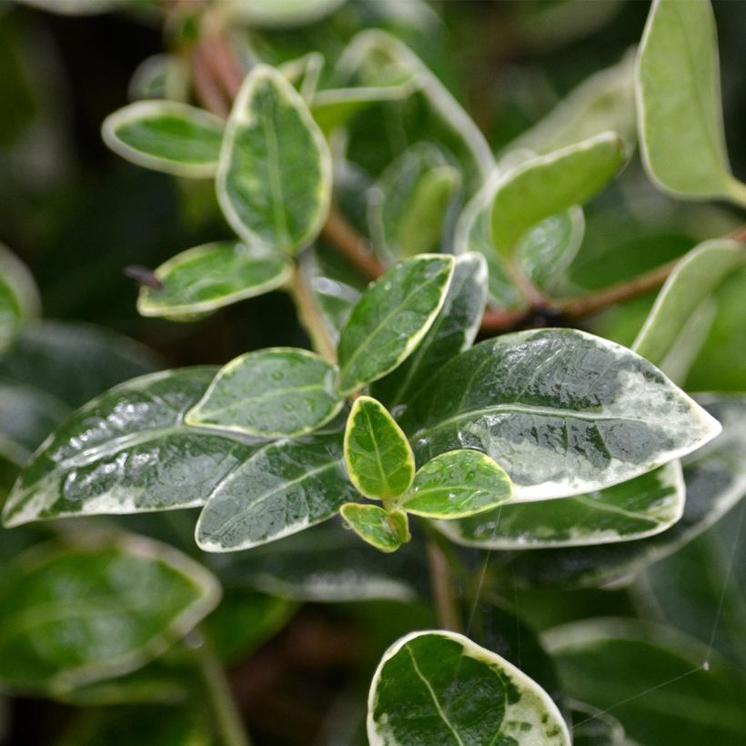 Kleines Immergrün Ralph Shugert - Vinca minor (Foliage)
