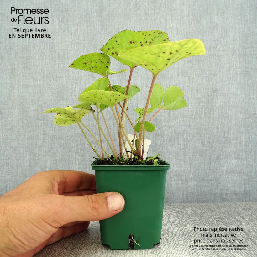 Example of Winterheliotrop - Petasites fragrans Kleine Töpfe von 8/9 cm as you get in ete