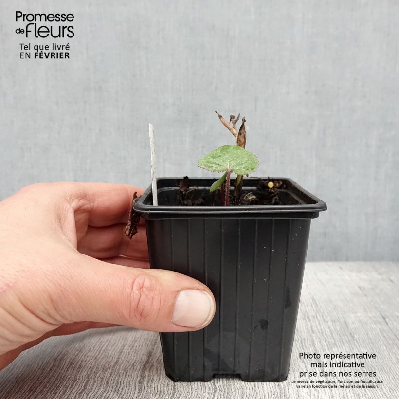 Exemplar von Winterheliotrop - Petasites fragrans Kleine Töpfe von 8/9 cm wie im Winter geliefert