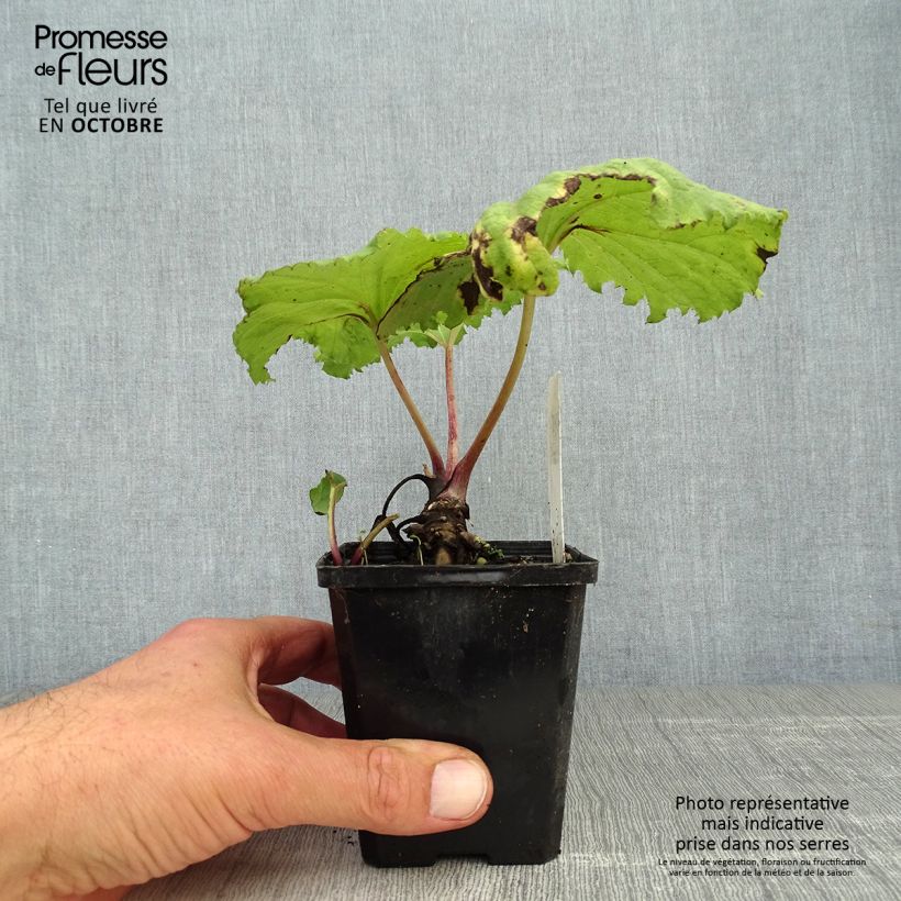 Example of Japanische Pestwurz variegatus - Petasites japonicus Kleine Töpfe von 8/9 cm as you get in automne