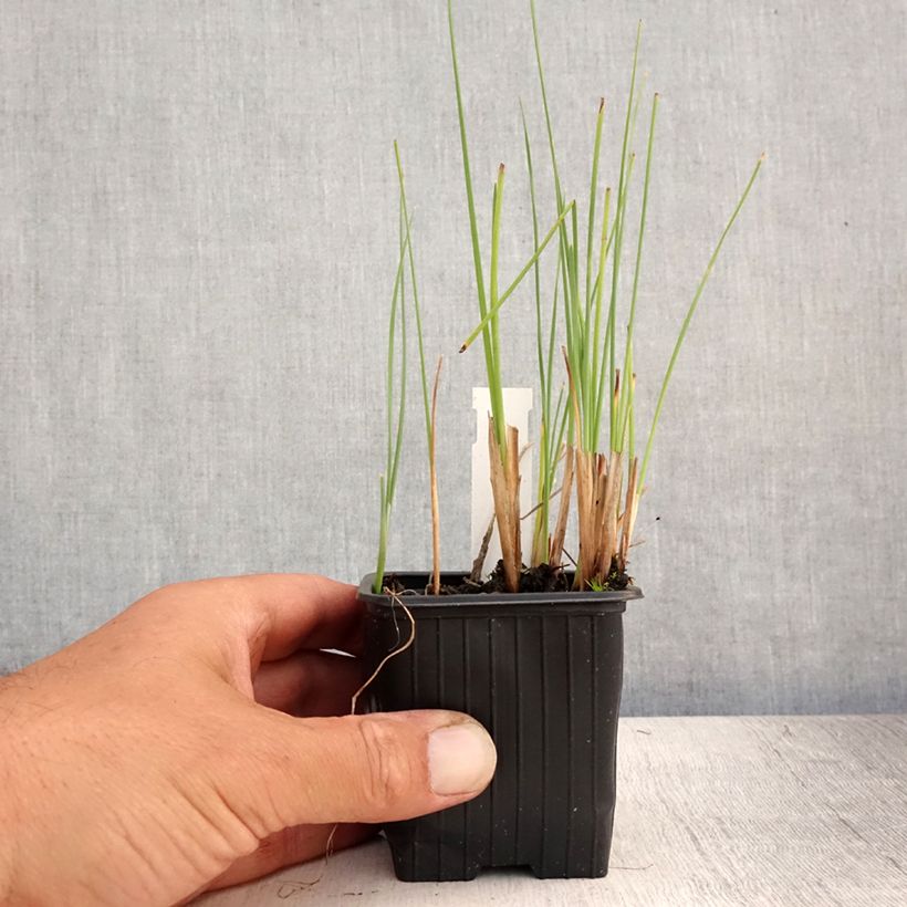 Exemplar von Typha minima - Zwerg-Rohrkolben Kleine Töpfe von 8/9 cm wie im Sommer geliefert