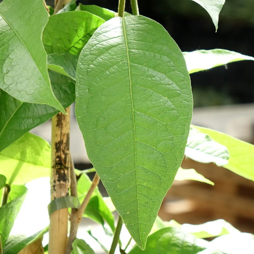 Petrea volubilis - Purpurkranz (Foliage)