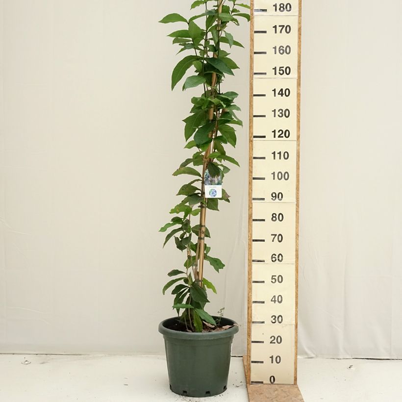 Example of Petrea volubilis - Purpurkranz Topf mit 20L/25L as you get in ete
