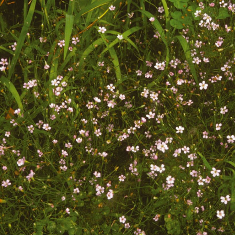 Petrorhagia saxifraga - Steinbrech-Felsennelke (Flowering)